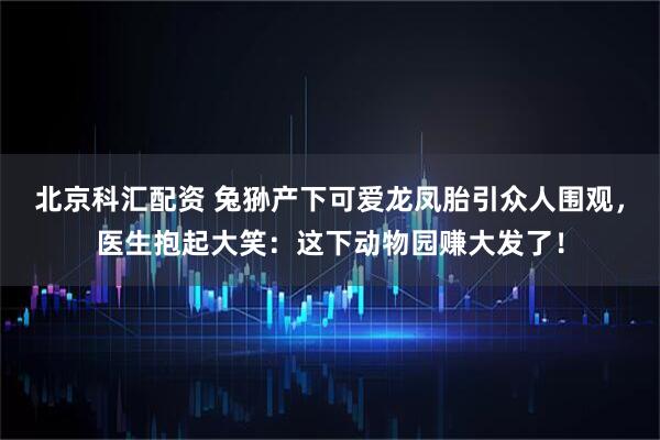 北京科汇配资 兔狲产下可爱龙凤胎引众人围观，医生抱起大笑：这下动物园赚大发了！
